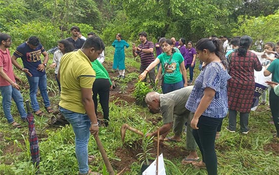treeplantation